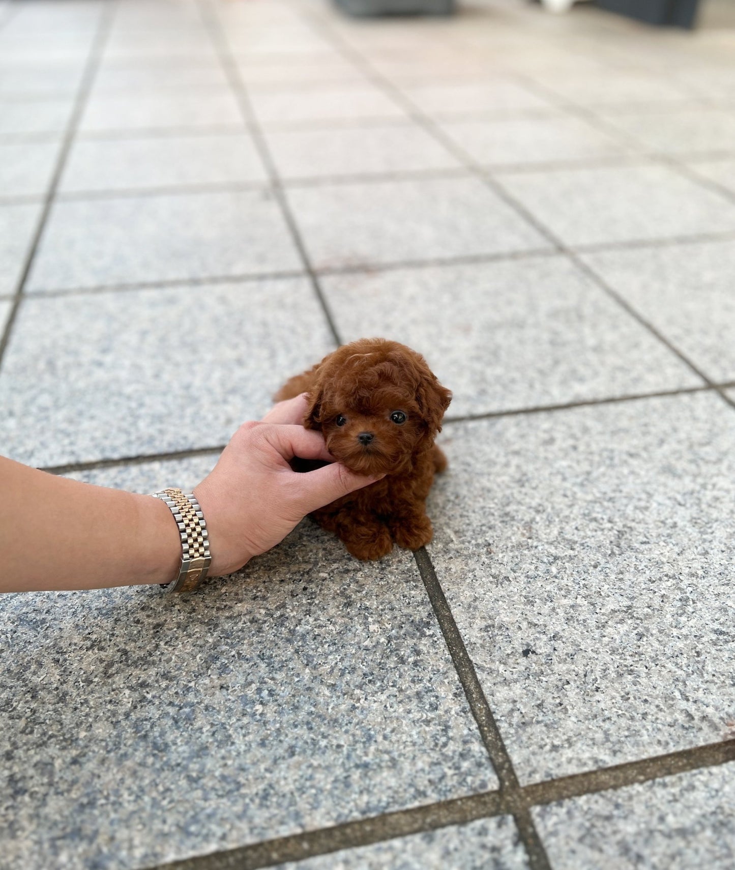 Poodle - Buckey(Female) - Beautiful puppy teacup puppy with adorable features available for adoption from Velydog