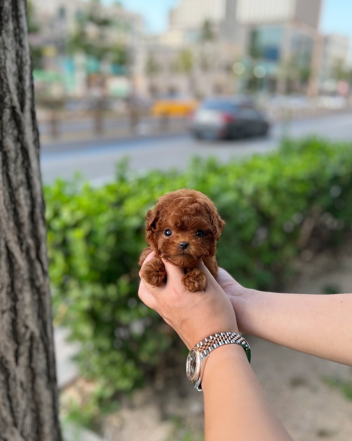 Poodle - Buckey(Female) - Beautiful puppy teacup puppy with adorable features available for adoption from Velydog