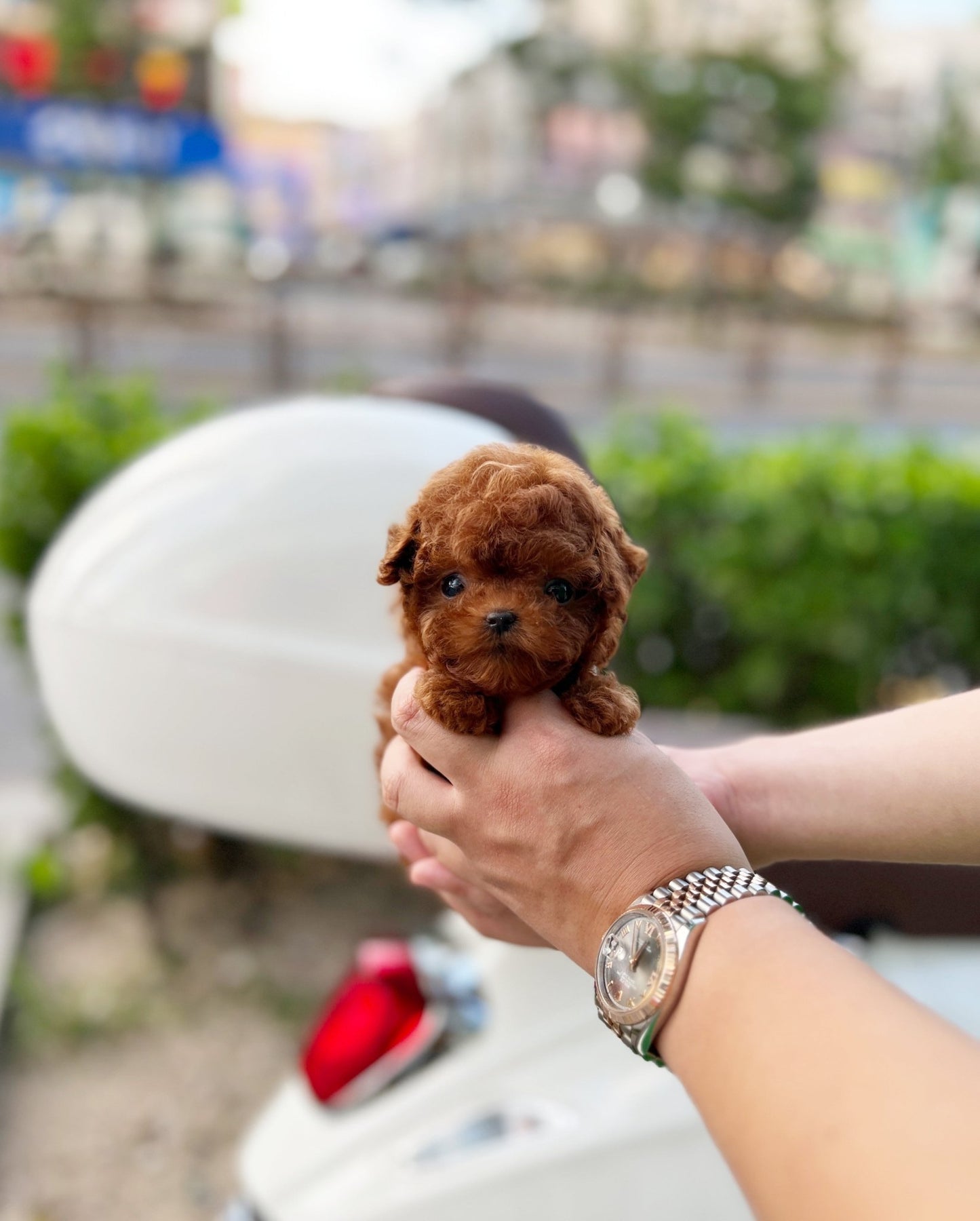 Poodle - Buckey(Female) - Beautiful puppy teacup puppy with adorable features available for adoption from Velydog