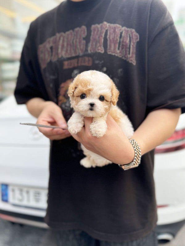 Poodle - Caramel(Male) - Beautiful puppy teacup puppy with adorable features available for adoption from Velydog