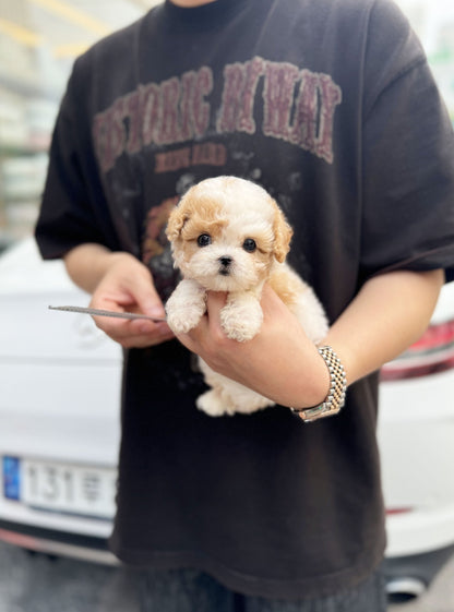 Poodle - Caramel(Male) - Beautiful puppy teacup puppy with adorable features available for adoption from Velydog