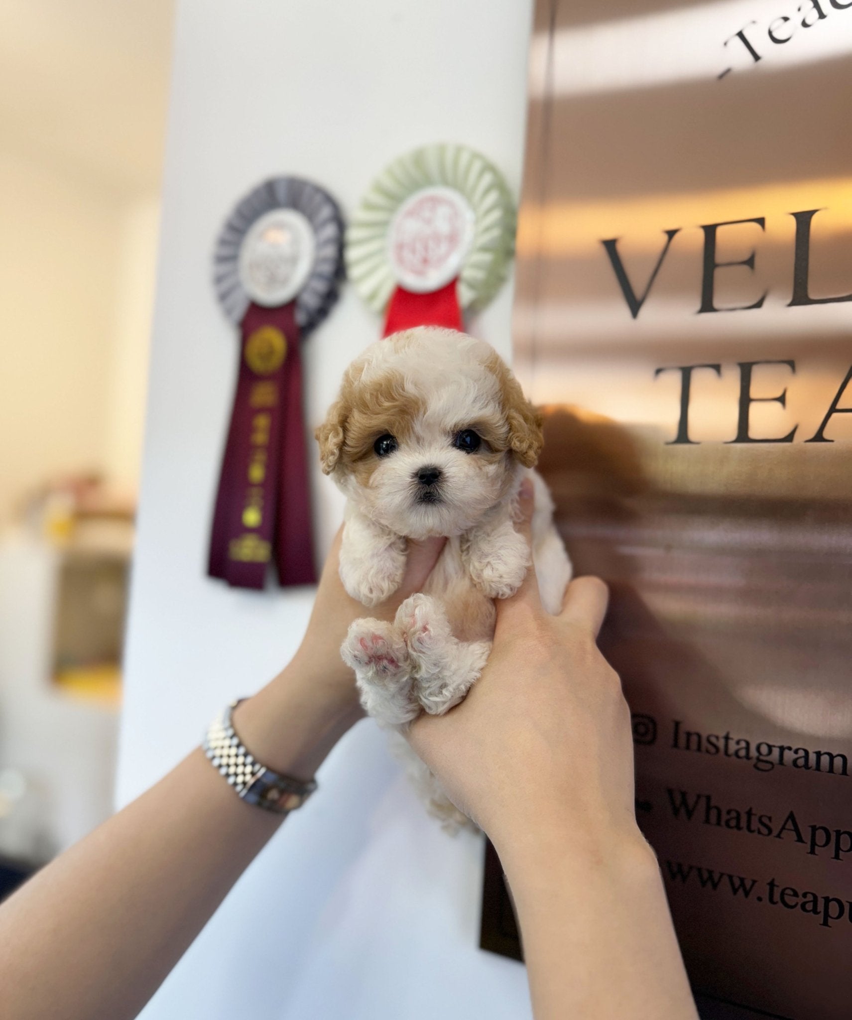 Poodle - Caramel(Male) - Beautiful puppy teacup puppy with adorable features available for adoption from Velydog