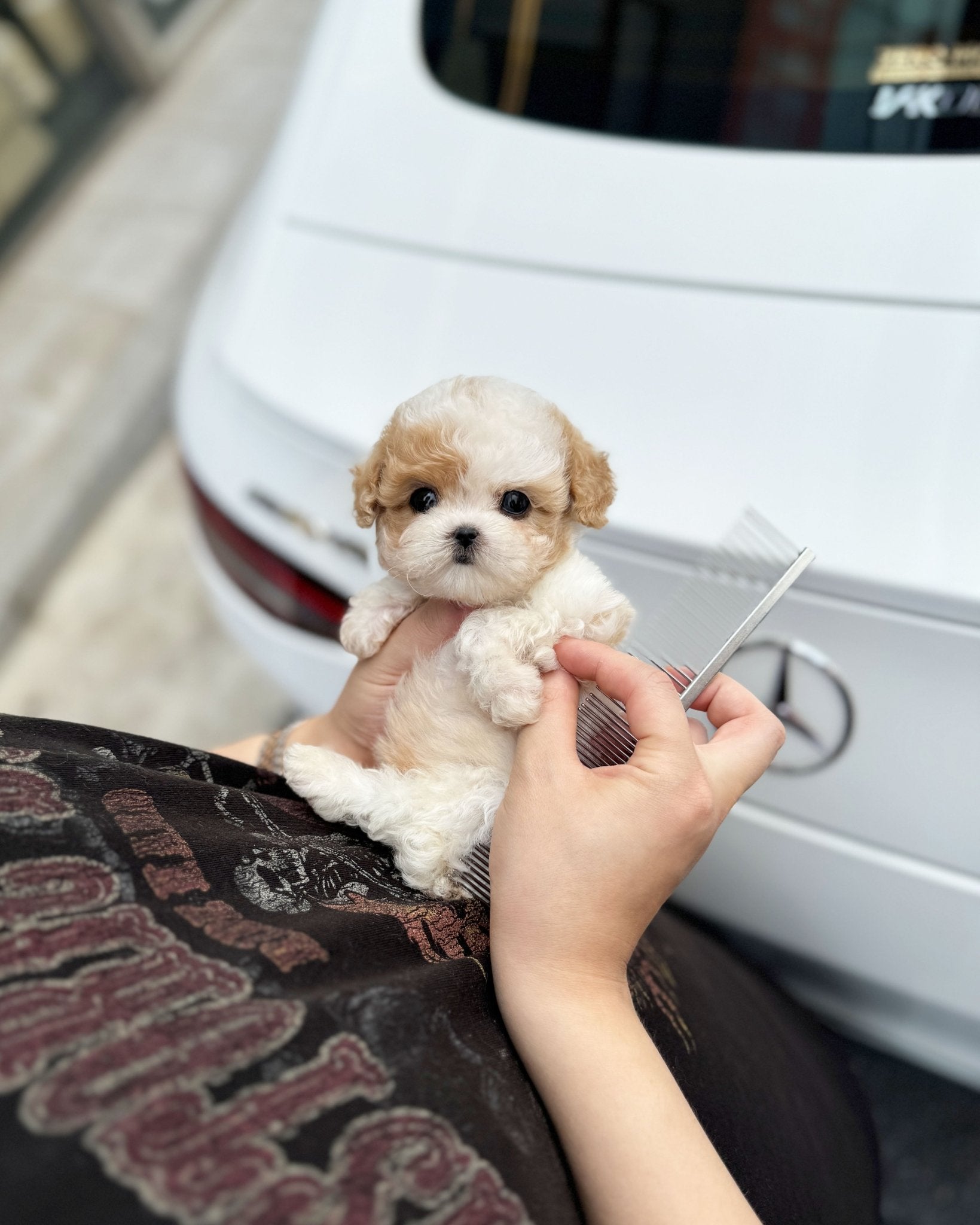 Poodle - Caramel(Male) - Beautiful puppy teacup puppy with adorable features available for adoption from Velydog