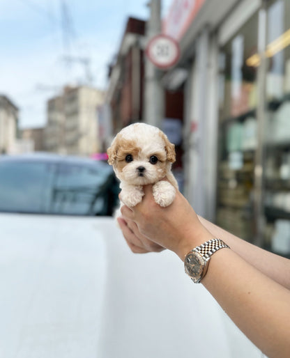 Poodle - Caramel(Male) - Beautiful puppy teacup puppy with adorable features available for adoption from Velydog