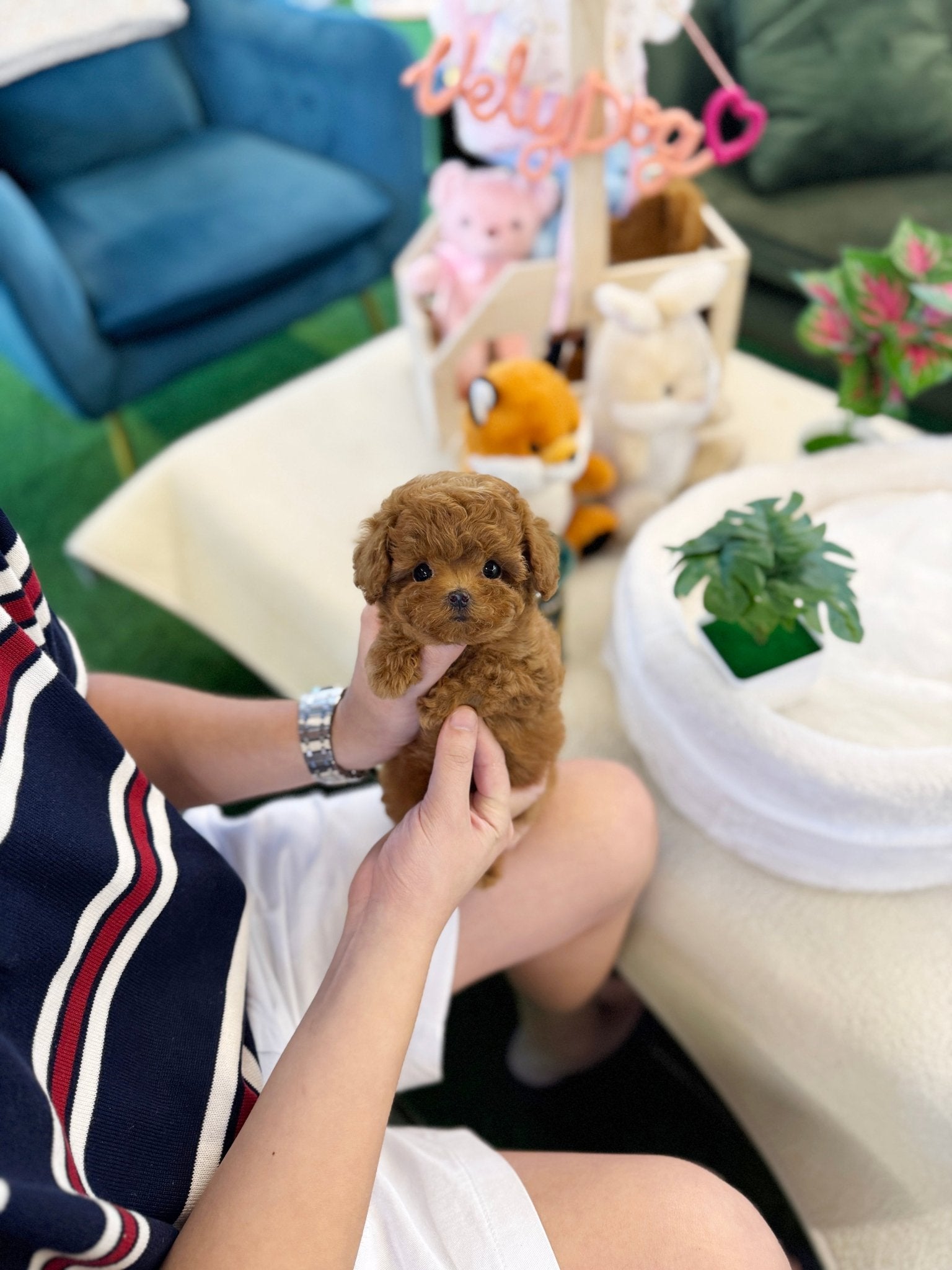 Poodle - Celo(Female) - Beautiful puppy teacup puppy with adorable features available for adoption from Velydog