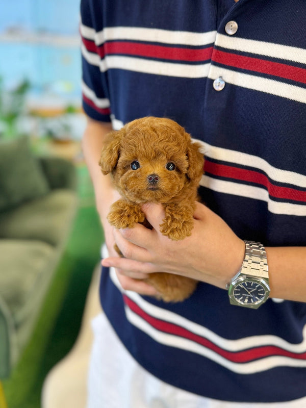 Poodle - Celo(Female) - Beautiful puppy teacup puppy with adorable features available for adoption from Velydog