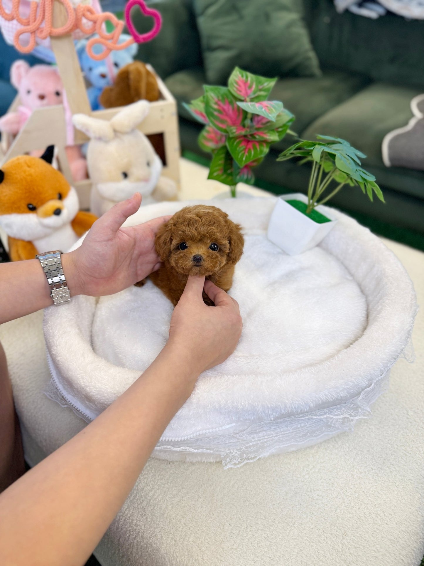 Poodle - Celo(Female) - Beautiful puppy teacup puppy with adorable features available for adoption from Velydog