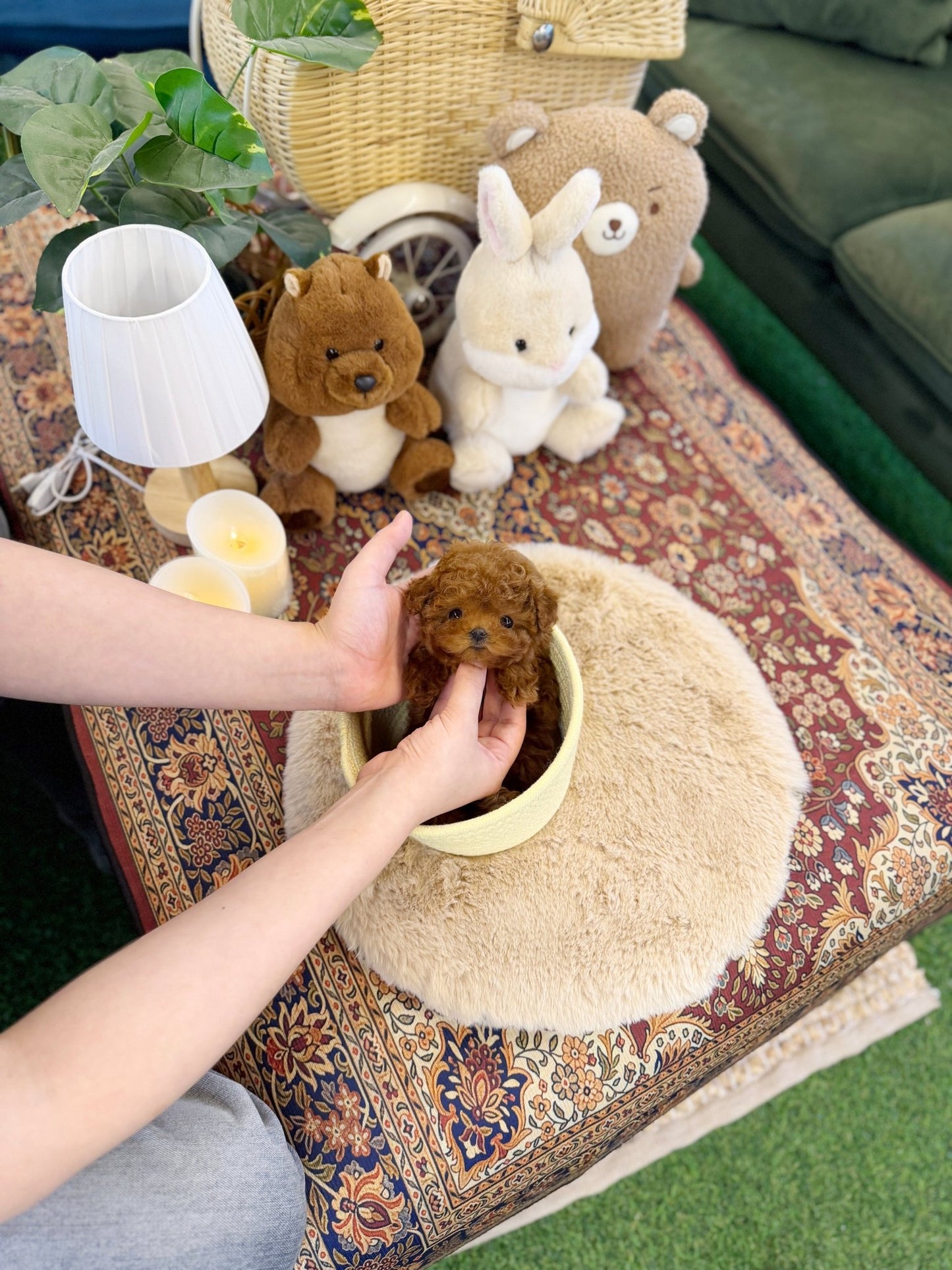 Poodle - Chanel(Female) - Beautiful puppy teacup puppy with adorable features available for adoption from Velydog