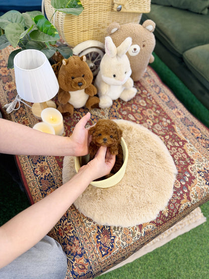 Poodle - Chanel(Female) - Beautiful puppy teacup puppy with adorable features available for adoption from Velydog