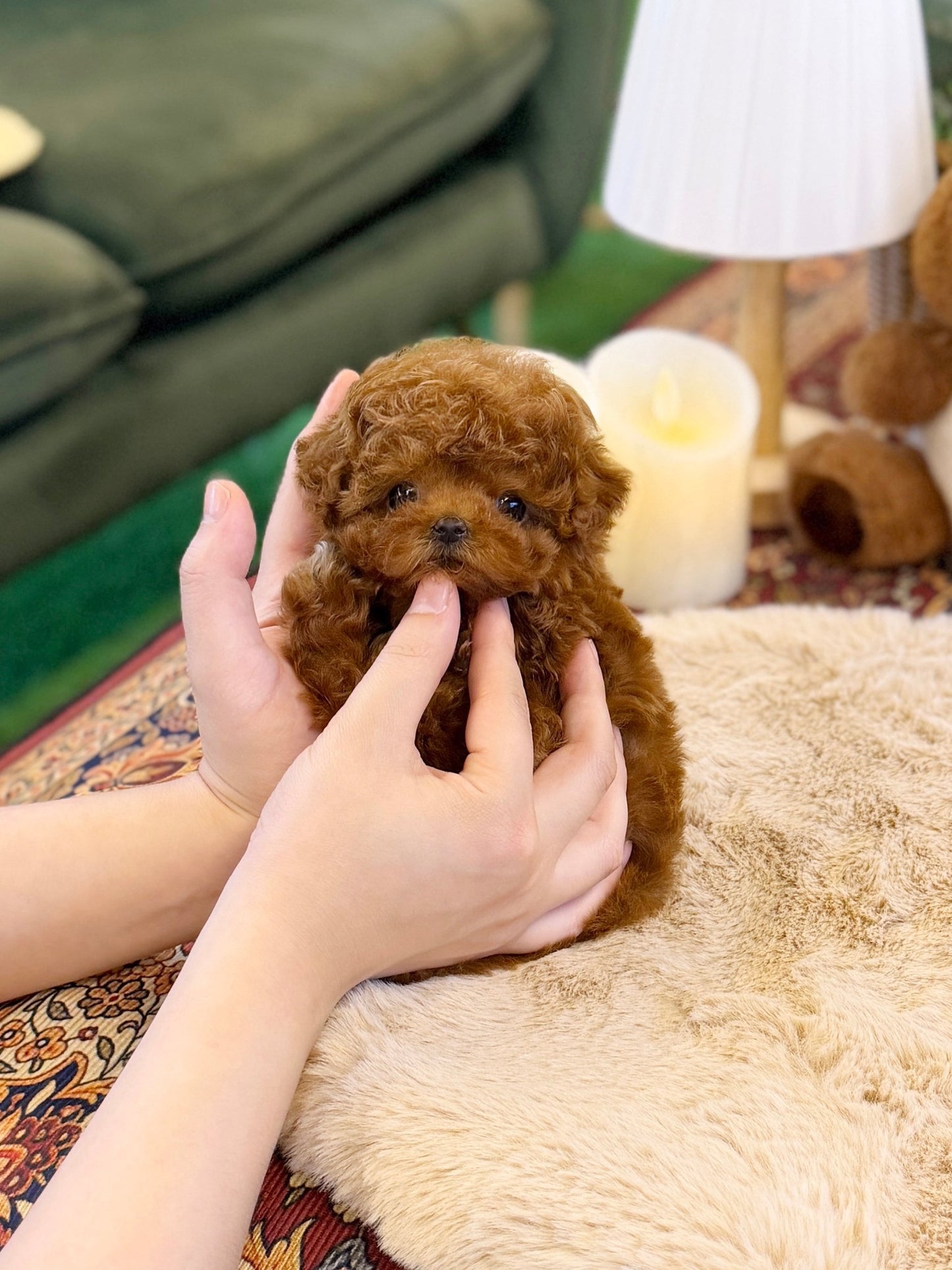 Poodle - Chanel(Female) - Beautiful puppy teacup puppy with adorable features available for adoption from Velydog