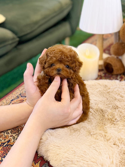 Poodle - Chanel(Female) - Beautiful puppy teacup puppy with adorable features available for adoption from Velydog