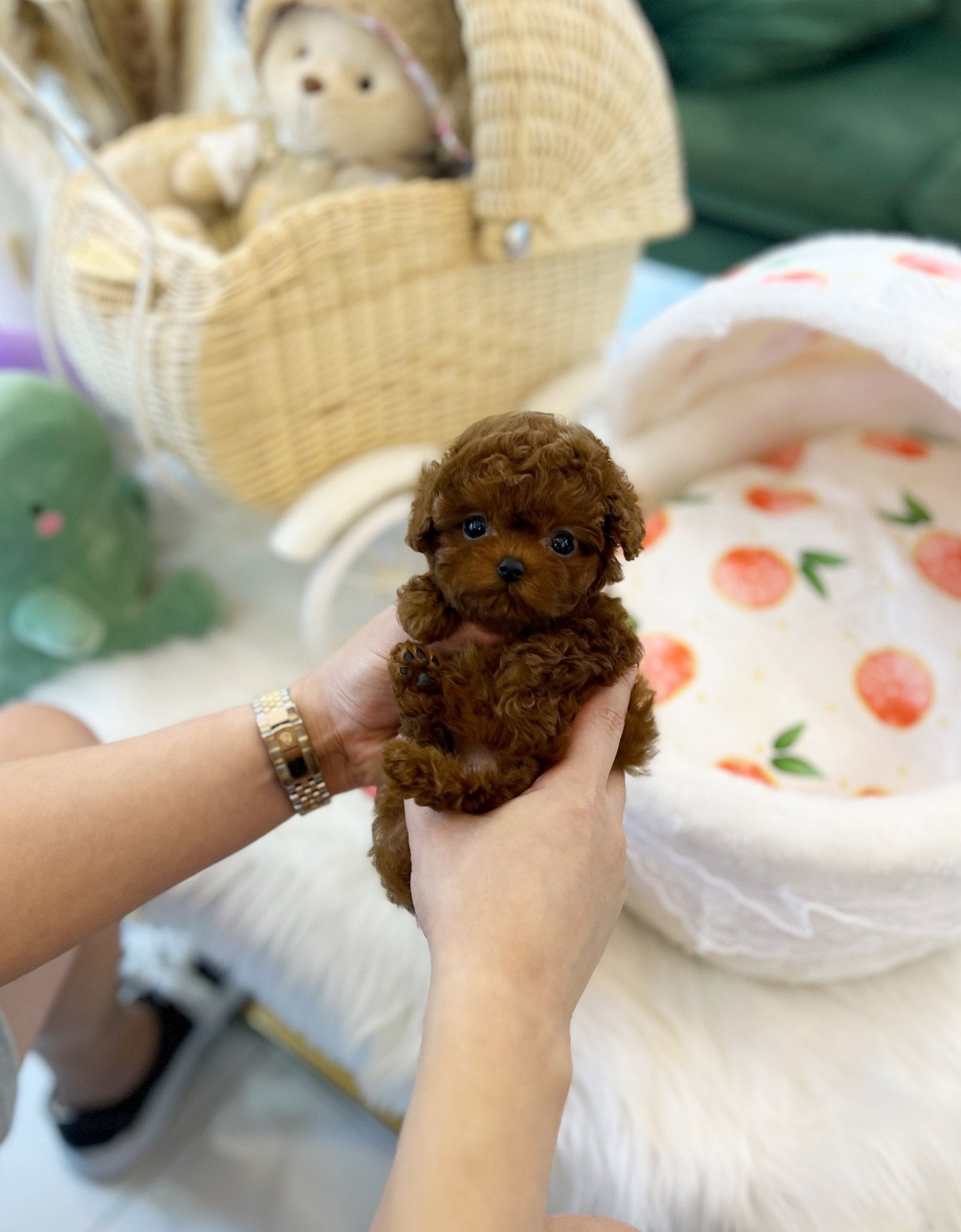 Poodle - Chino(Female) - Beautiful puppy teacup puppy with adorable features available for adoption from Velydog