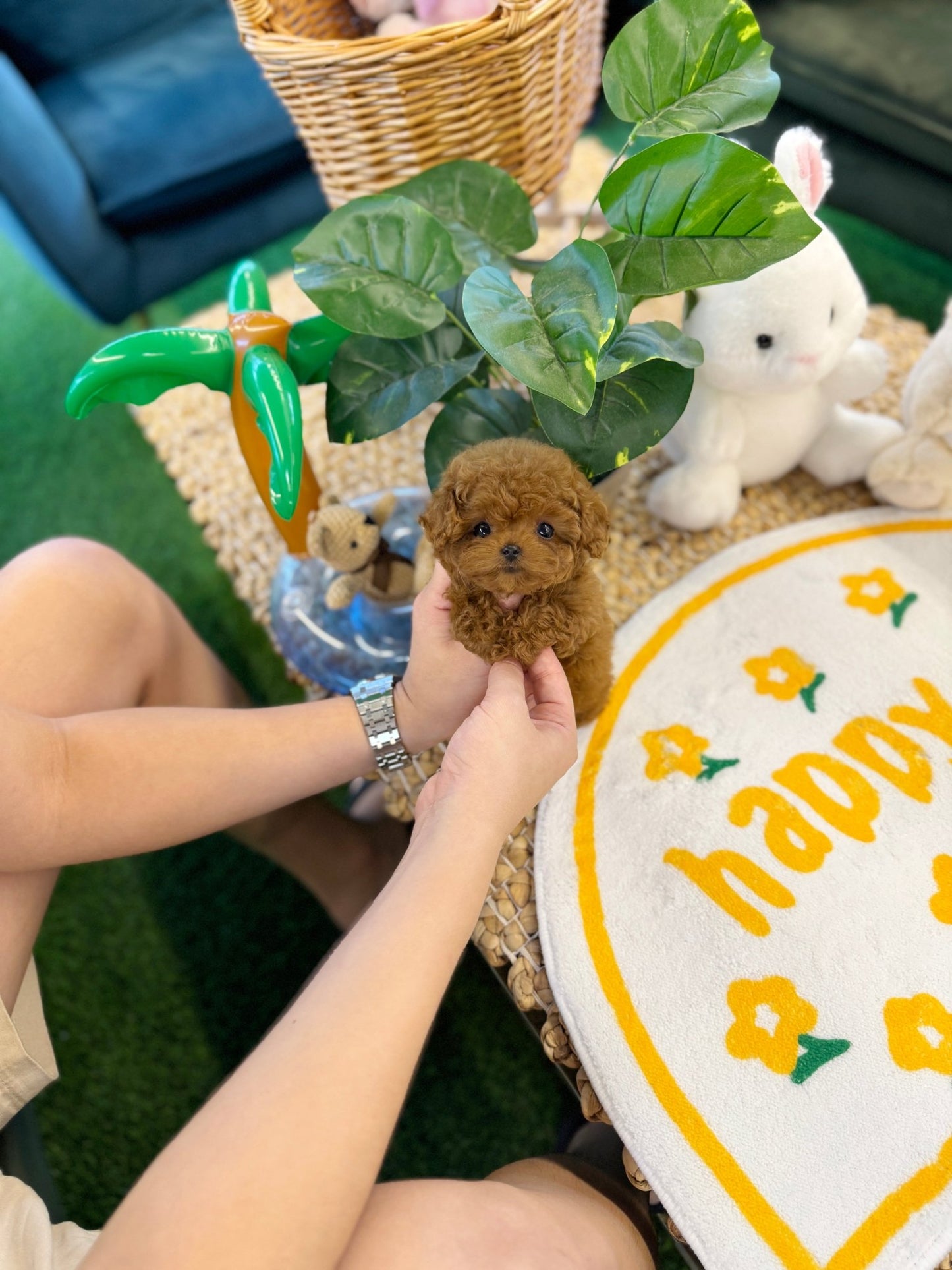 Poodle - Choco(Female) - Beautiful puppy teacup puppy with adorable features available for adoption from Velydog