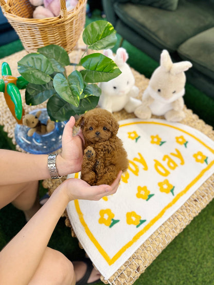 Poodle - Choco(Female) - Beautiful puppy teacup puppy with adorable features available for adoption from Velydog