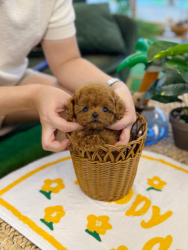 Poodle - Choco(Female) - Beautiful puppy teacup puppy with adorable features available for adoption from Velydog