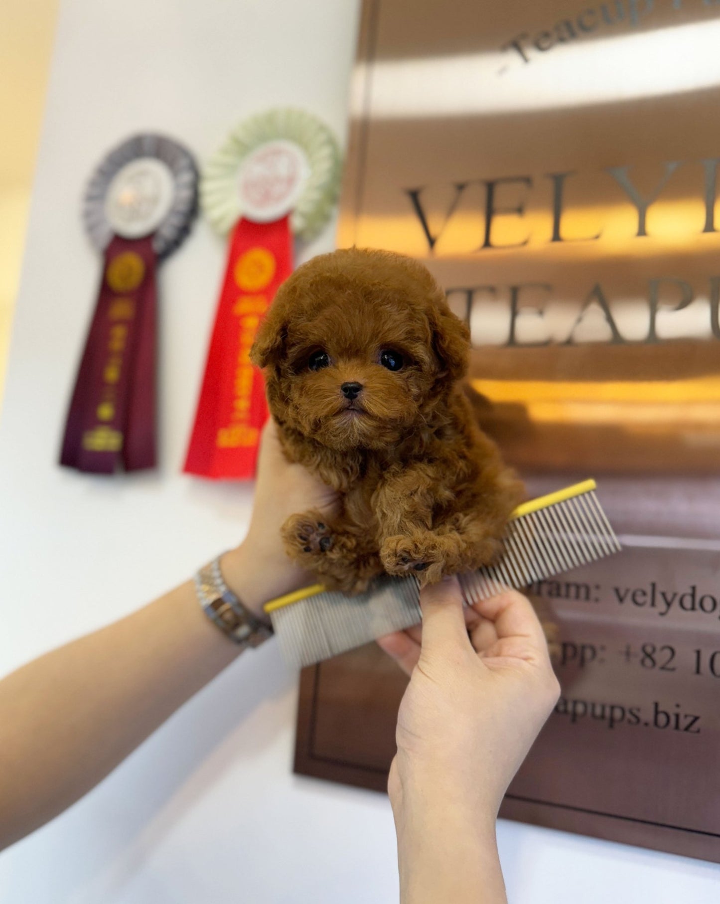 Poodle - Chota(Male) - Beautiful puppy teacup puppy with adorable features available for adoption from Velydog