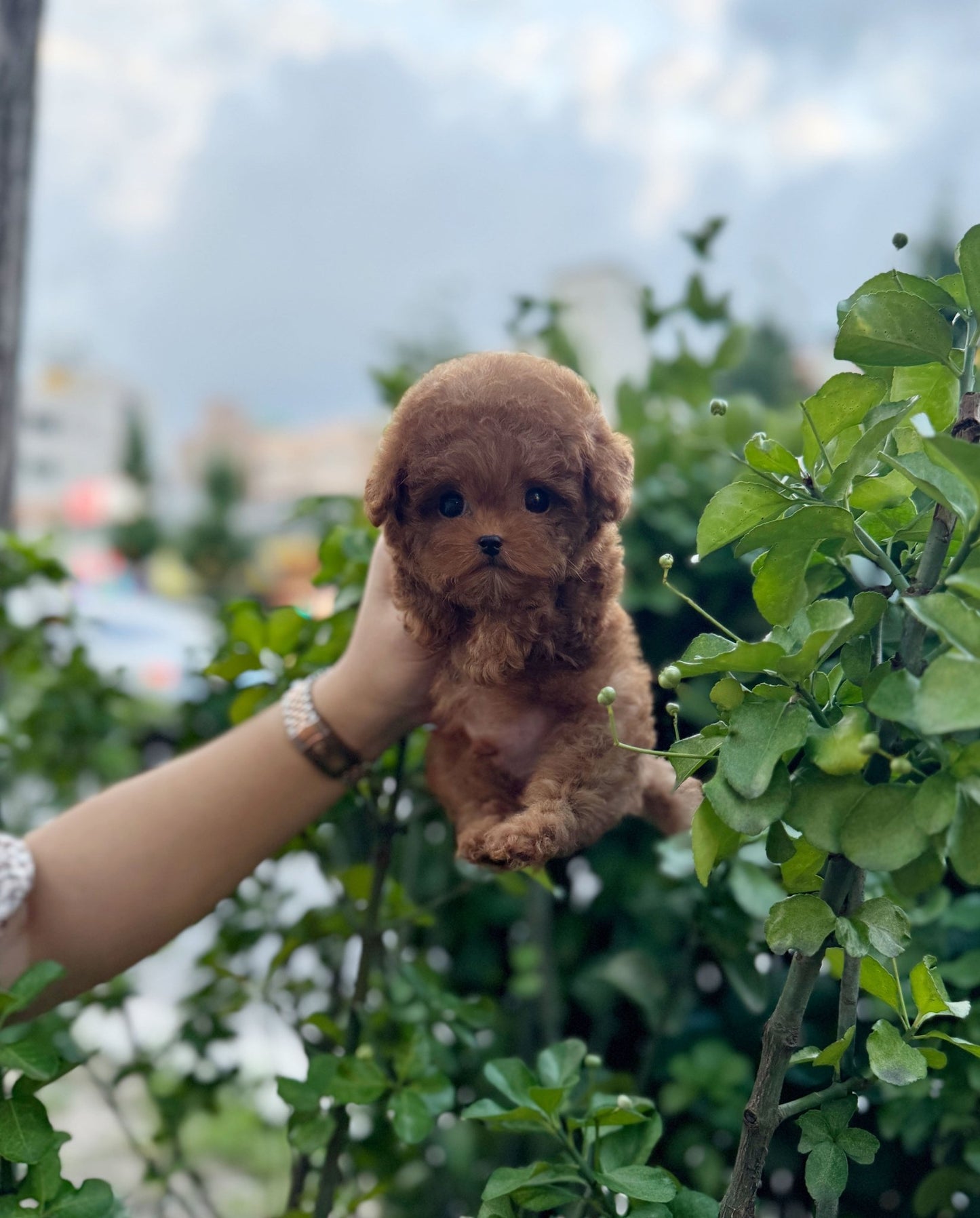 Poodle - Chota(Male) - Beautiful puppy teacup puppy with adorable features available for adoption from Velydog