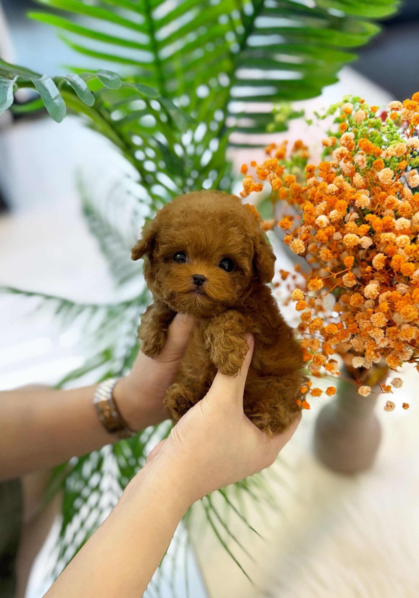 Poodle - Chota(Male) - Beautiful puppy teacup puppy with adorable features available for adoption from Velydog