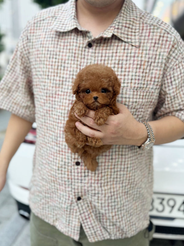 Poodle - Chota(Male) - Beautiful puppy teacup puppy with adorable features available for adoption from Velydog