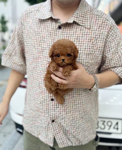 Poodle - Chota(Male) - Beautiful puppy teacup puppy with adorable features available for adoption from Velydog