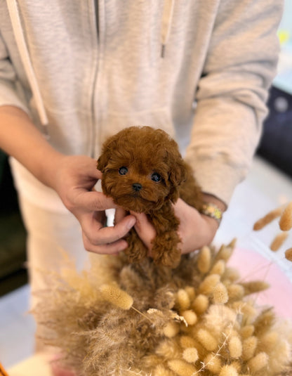 Poodle - Cleo(Female) - Beautiful puppy teacup puppy with adorable features available for adoption from Velydog