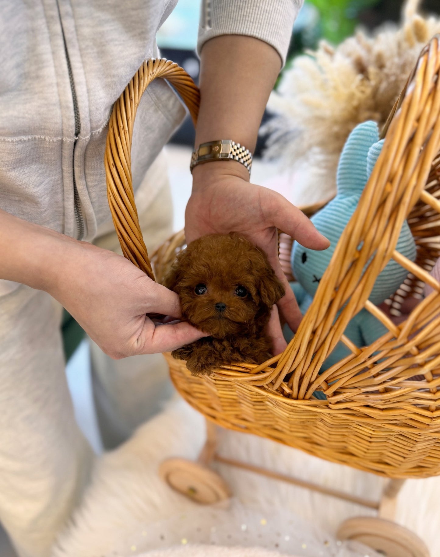 Poodle - Cleo(Female) - Beautiful puppy teacup puppy with adorable features available for adoption from Velydog