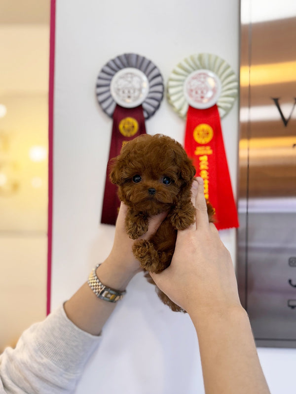 Poodle - Cleo(Female) - Beautiful puppy teacup puppy with adorable features available for adoption from Velydog