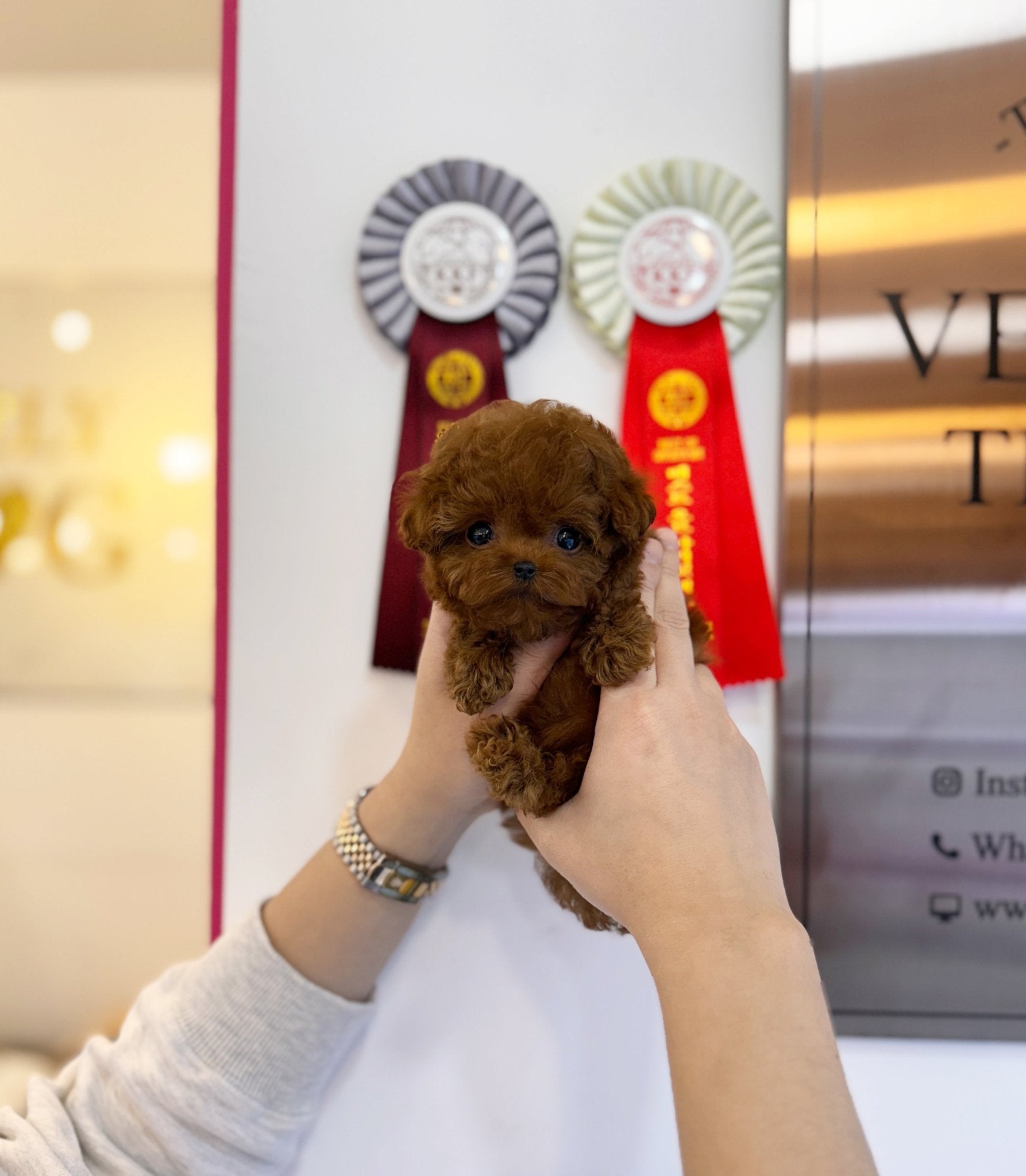 Poodle - Cleo(Female) - Beautiful puppy teacup puppy with adorable features available for adoption from Velydog