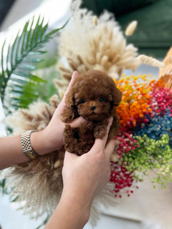 Poodle - Coat(Male) - Beautiful puppy teacup puppy with adorable features available for adoption from Velydog