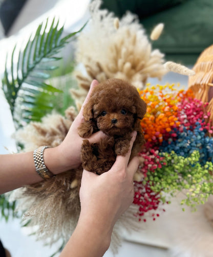 Poodle - Coat(Male) - Beautiful puppy teacup puppy with adorable features available for adoption from Velydog