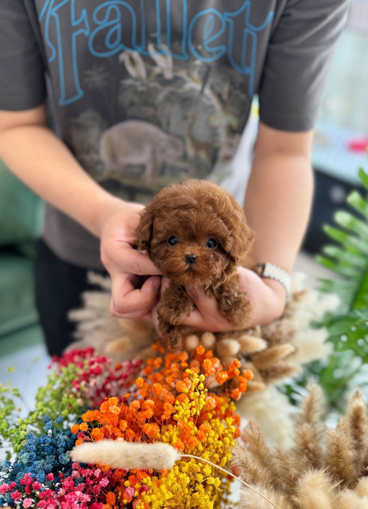 Poodle - Coat(Male) - Beautiful puppy teacup puppy with adorable features available for adoption from Velydog