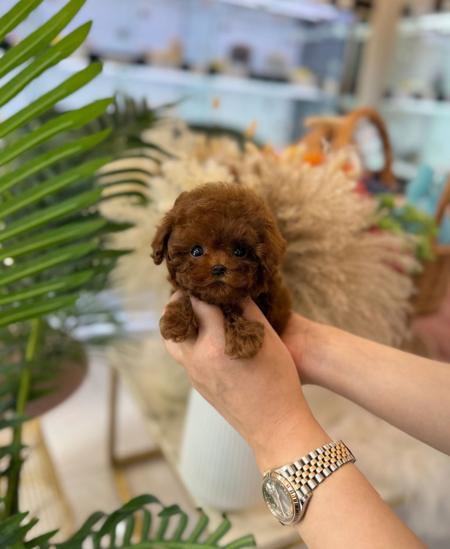 Poodle - Coat(Male) - Beautiful puppy teacup puppy with adorable features available for adoption from Velydog