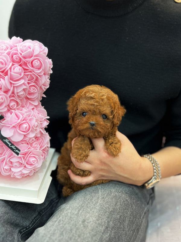 Poodle - Cony(Female) - Beautiful puppy teacup puppy with adorable features available for adoption from Velydog