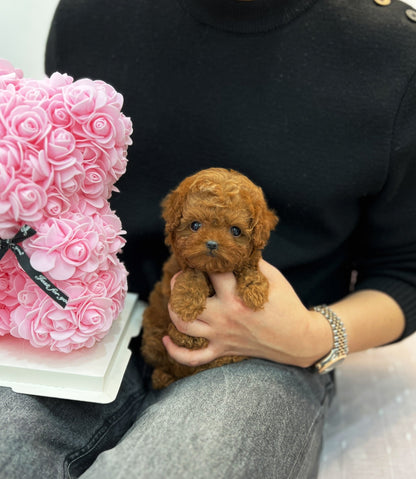 Poodle - Cony(Female) - Beautiful puppy teacup puppy with adorable features available for adoption from Velydog