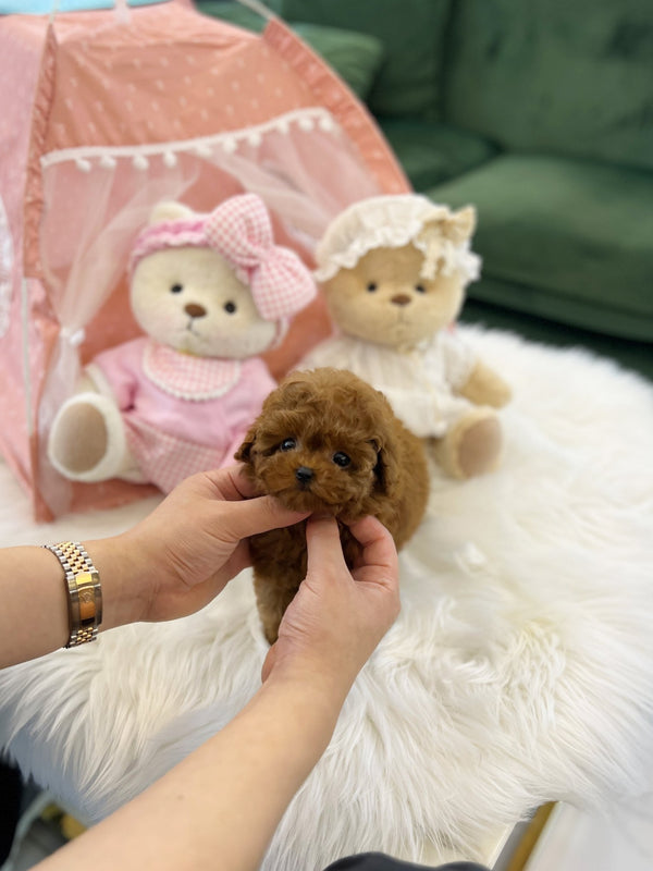 Poodle - Cora(Male) - Beautiful puppy teacup puppy with adorable features available for adoption from Velydog