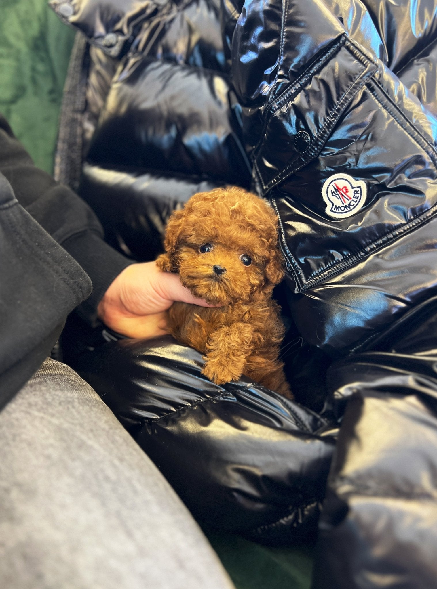 Poodle - Corbin - Beautiful puppy teacup puppy with adorable features available for adoption from Velydog