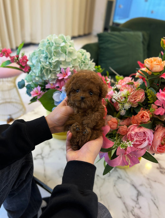 Poodle - Corbin - Beautiful puppy teacup puppy with adorable features available for adoption from Velydog