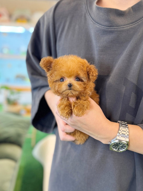 Poodle - Cube(Female) - Beautiful puppy teacup puppy with adorable features available for adoption from Velydog