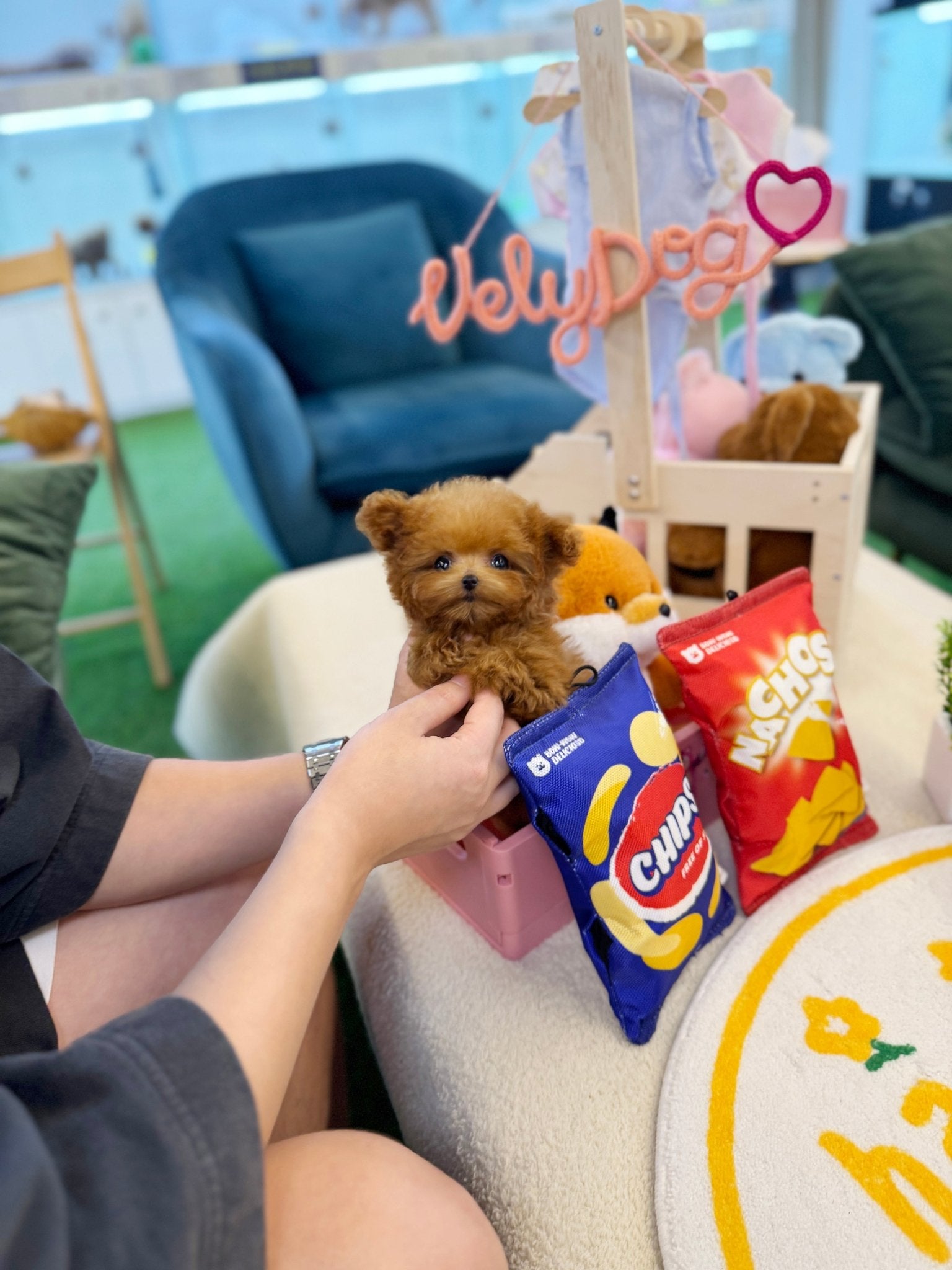 Poodle - Cube(Female) - Beautiful puppy teacup puppy with adorable features available for adoption from Velydog