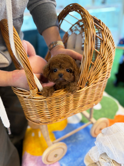 Poodle - Cucci(Female) - Beautiful puppy teacup puppy with adorable features available for adoption from Velydog