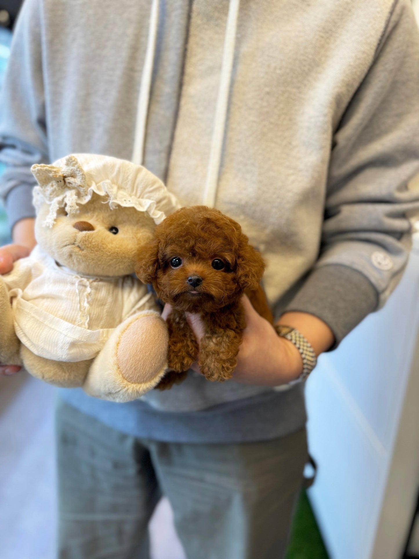 Poodle - Cucci(Female) - Beautiful puppy teacup puppy with adorable features available for adoption from Velydog