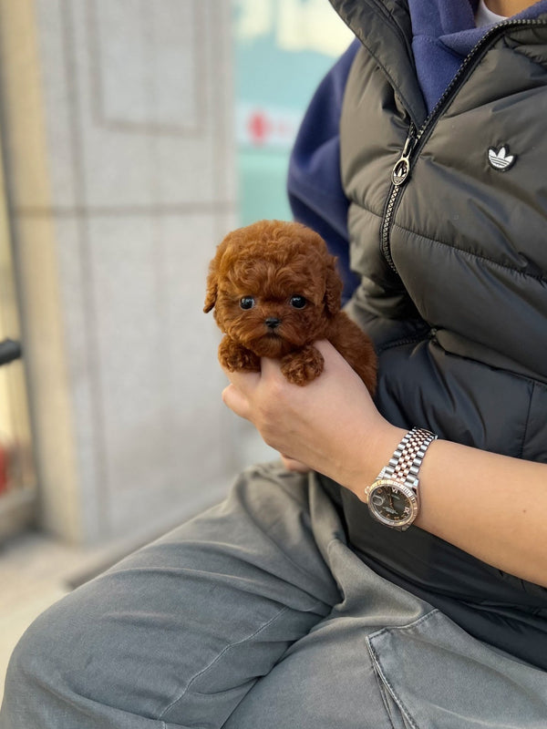 Poodle - Dabin(Male) - Beautiful puppy teacup puppy with adorable features available for adoption from Velydog