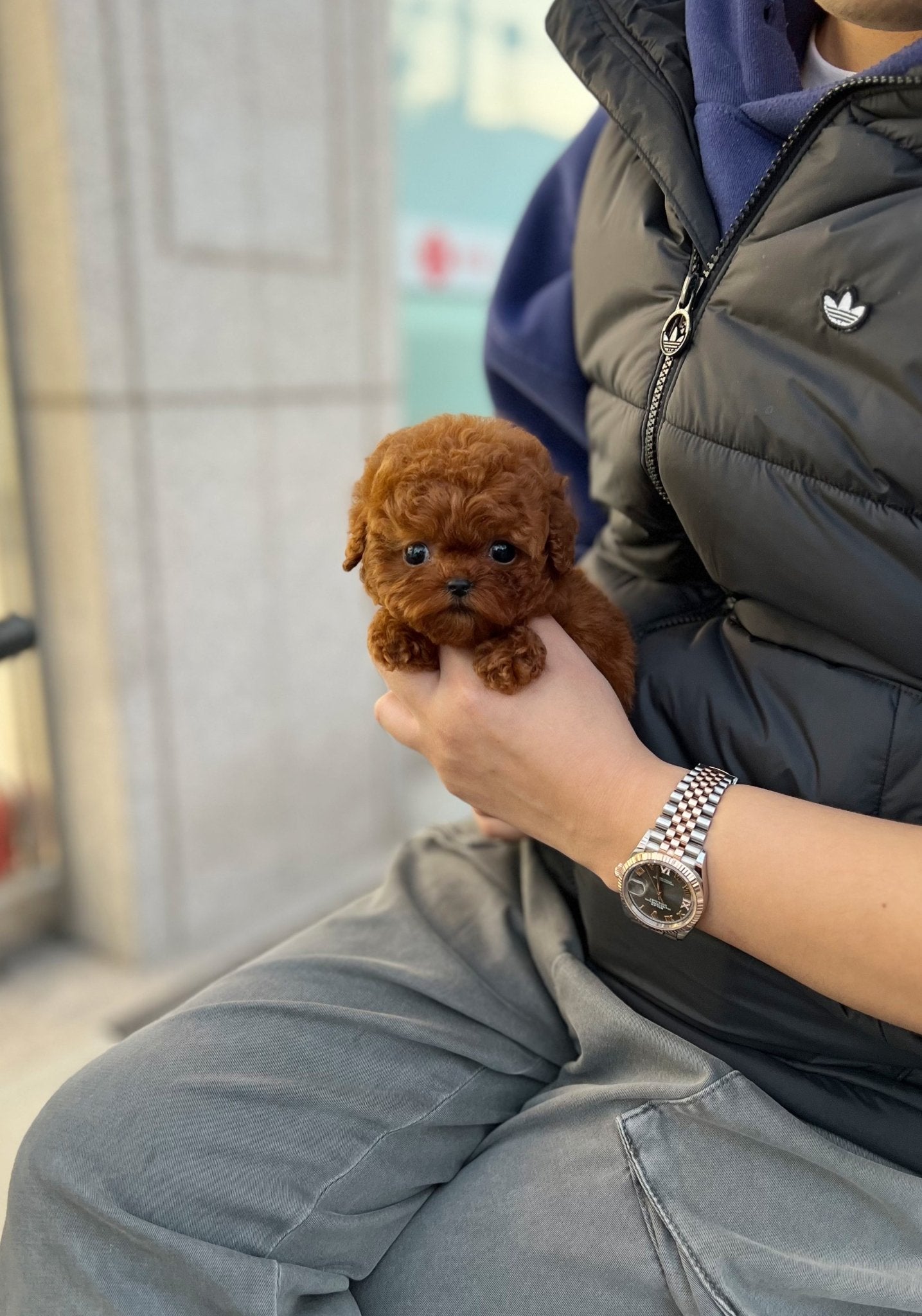 Poodle - Dabin(Male) - Beautiful puppy teacup puppy with adorable features available for adoption from Velydog