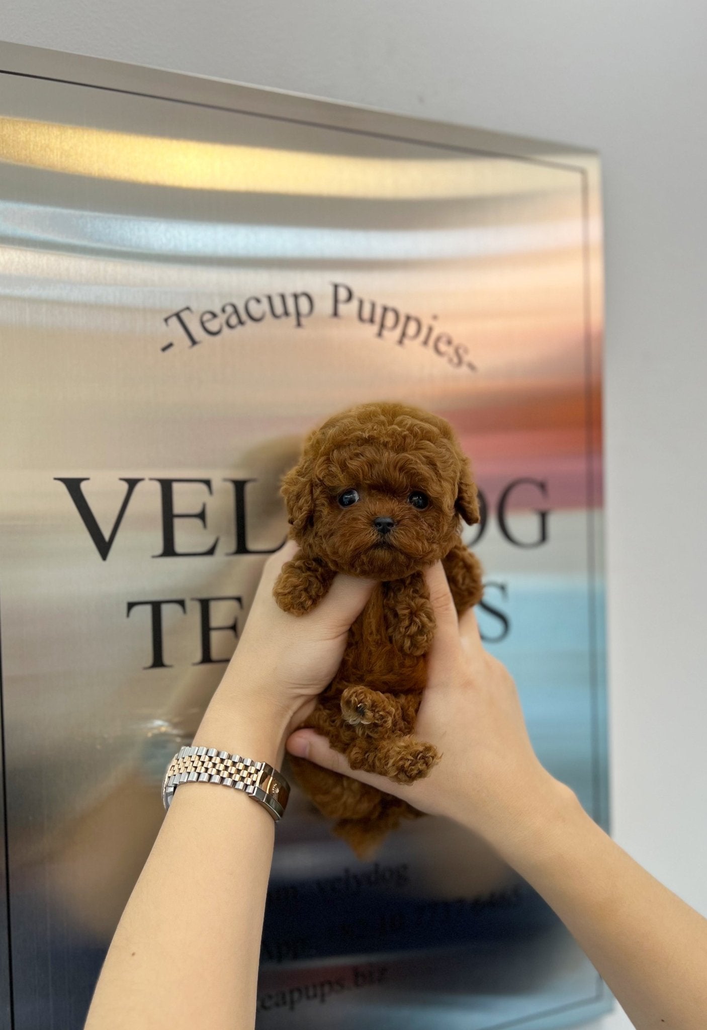 Poodle - Dabin(Male) - Beautiful puppy teacup puppy with adorable features available for adoption from Velydog