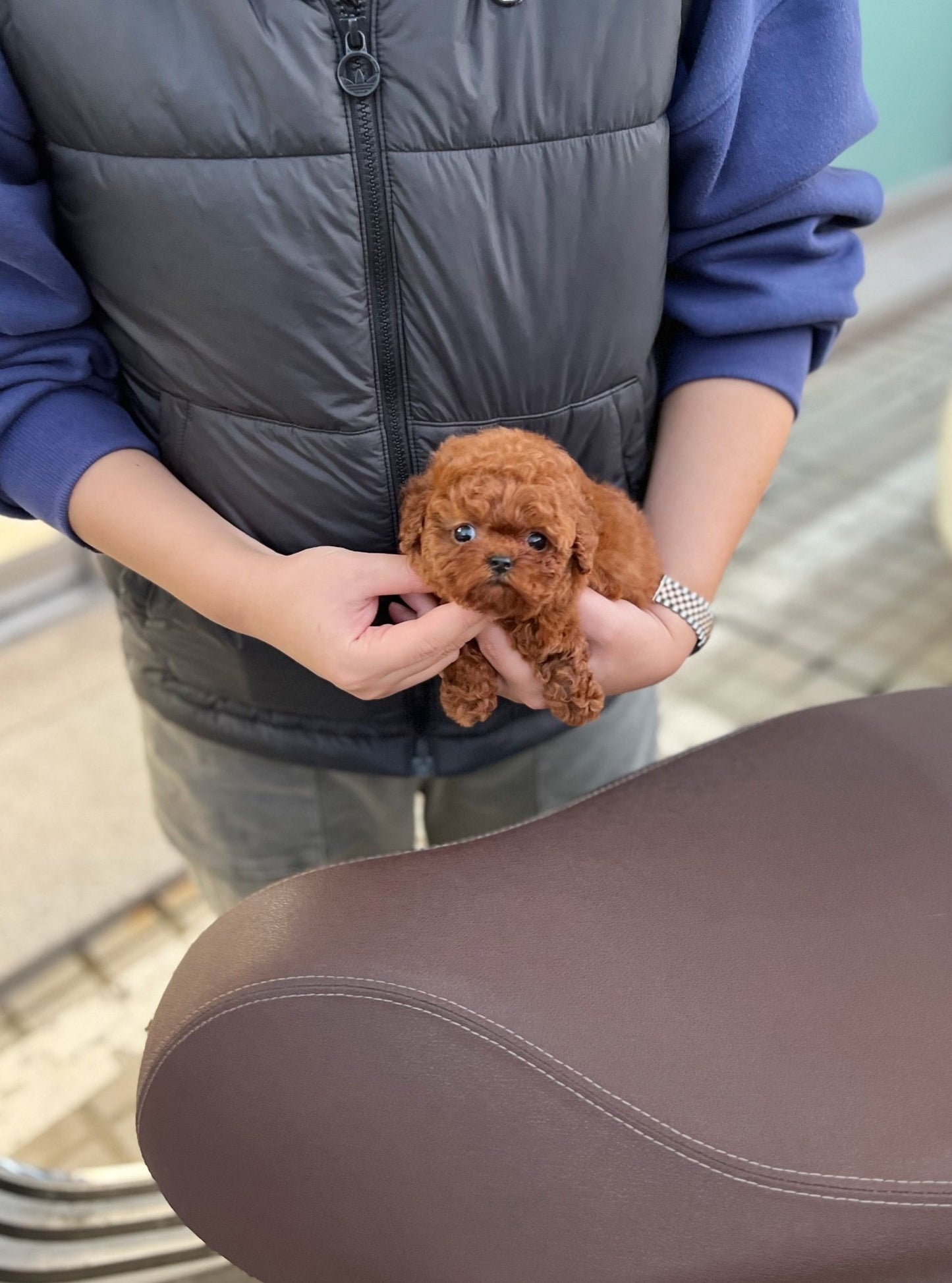 Poodle - Dabin(Male) - Beautiful puppy teacup puppy with adorable features available for adoption from Velydog