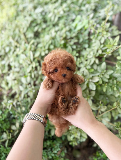 Poodle - Damier(Female) - Beautiful puppy teacup puppy with adorable features available for adoption from Velydog