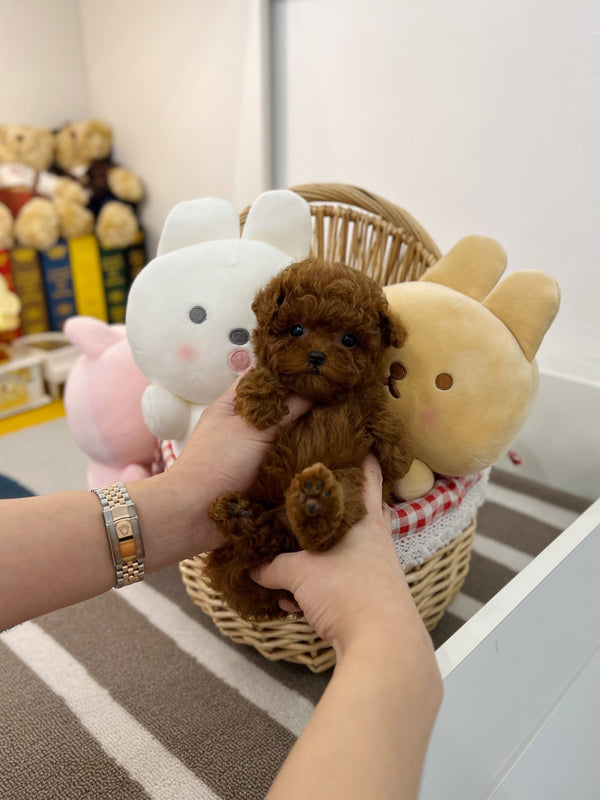 Poodle - Damin - Beautiful puppy teacup puppy with adorable features available for adoption from Velydog