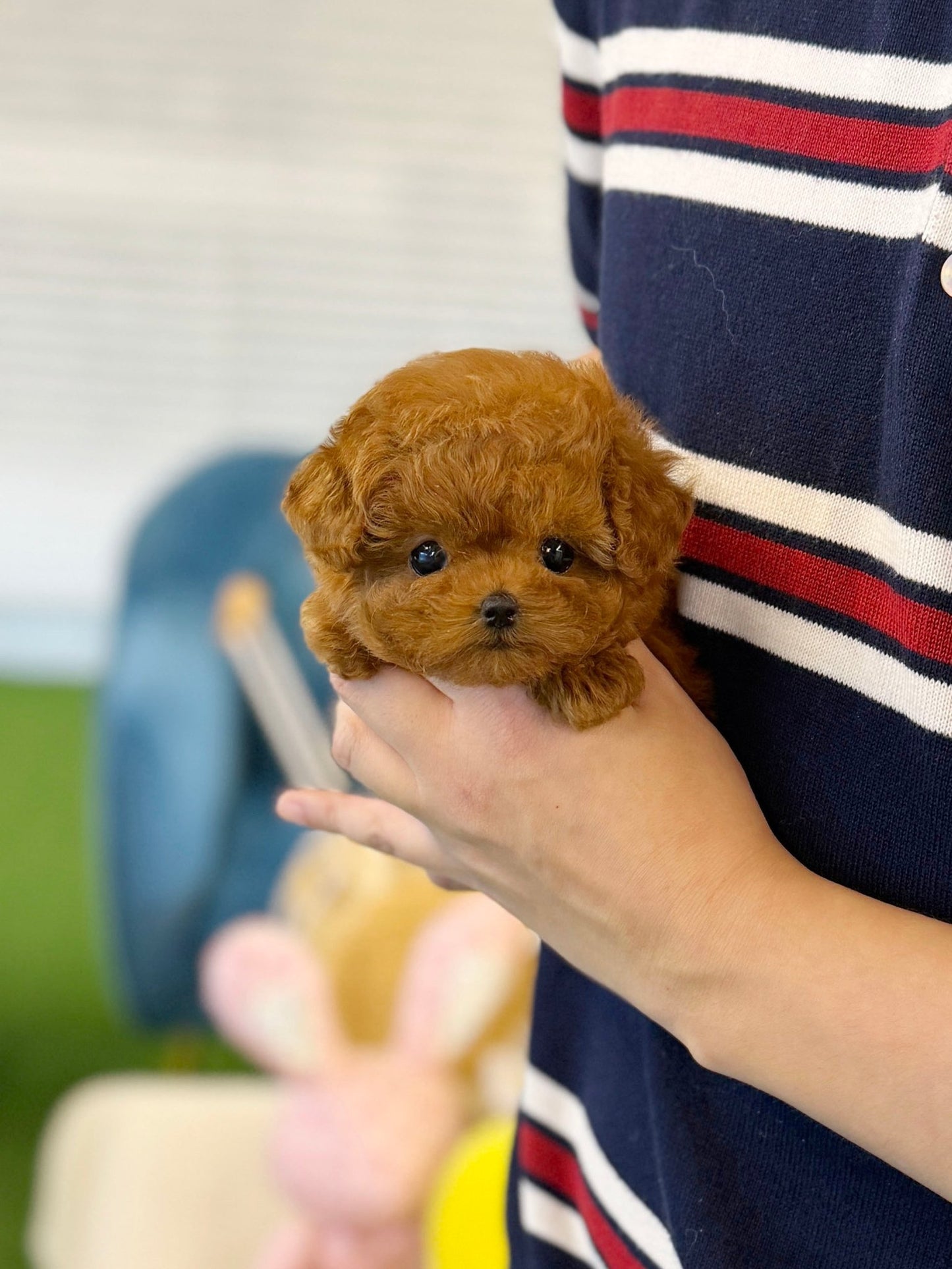 Poodle - Damin(Female) - Beautiful puppy teacup puppy with adorable features available for adoption from Velydog