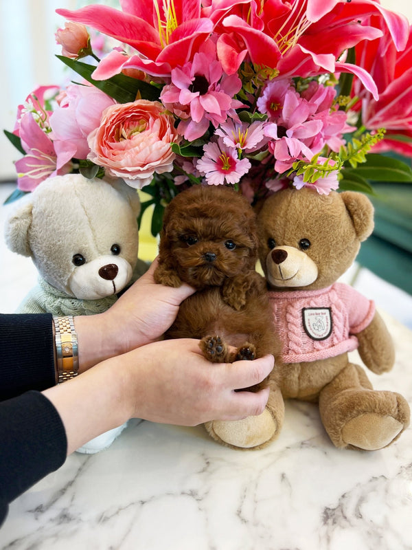 Poodle - Dante - Beautiful puppy teacup puppy with adorable features available for adoption from Velydog