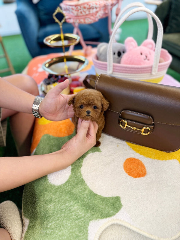 Poodle - Dari(Female) - Beautiful puppy teacup puppy with adorable features available for adoption from Velydog